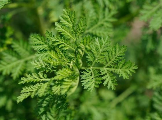 Artemisia: Madagascar's coronavirus cure or Covid-19 quackery?