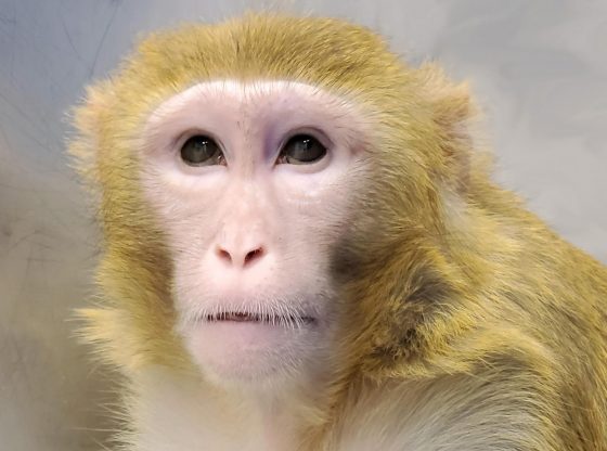 US faces monkey shortage for COVID-19 research